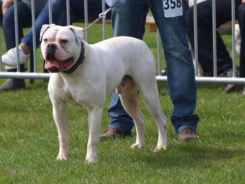 american bulldog darkenwald